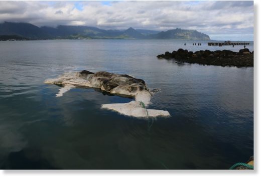 dead whale