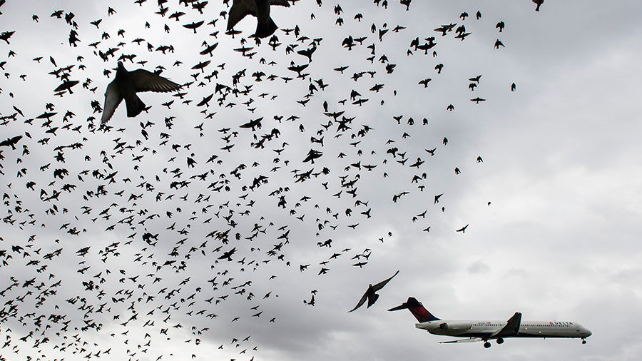 Bird in jet