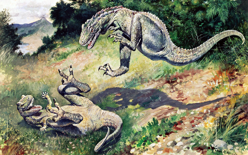 Click to enlarge lizards
