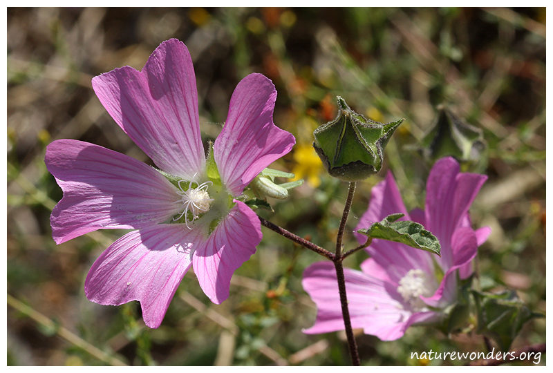 Click to enlarge Cornish mallow (Lavatera cretica)
