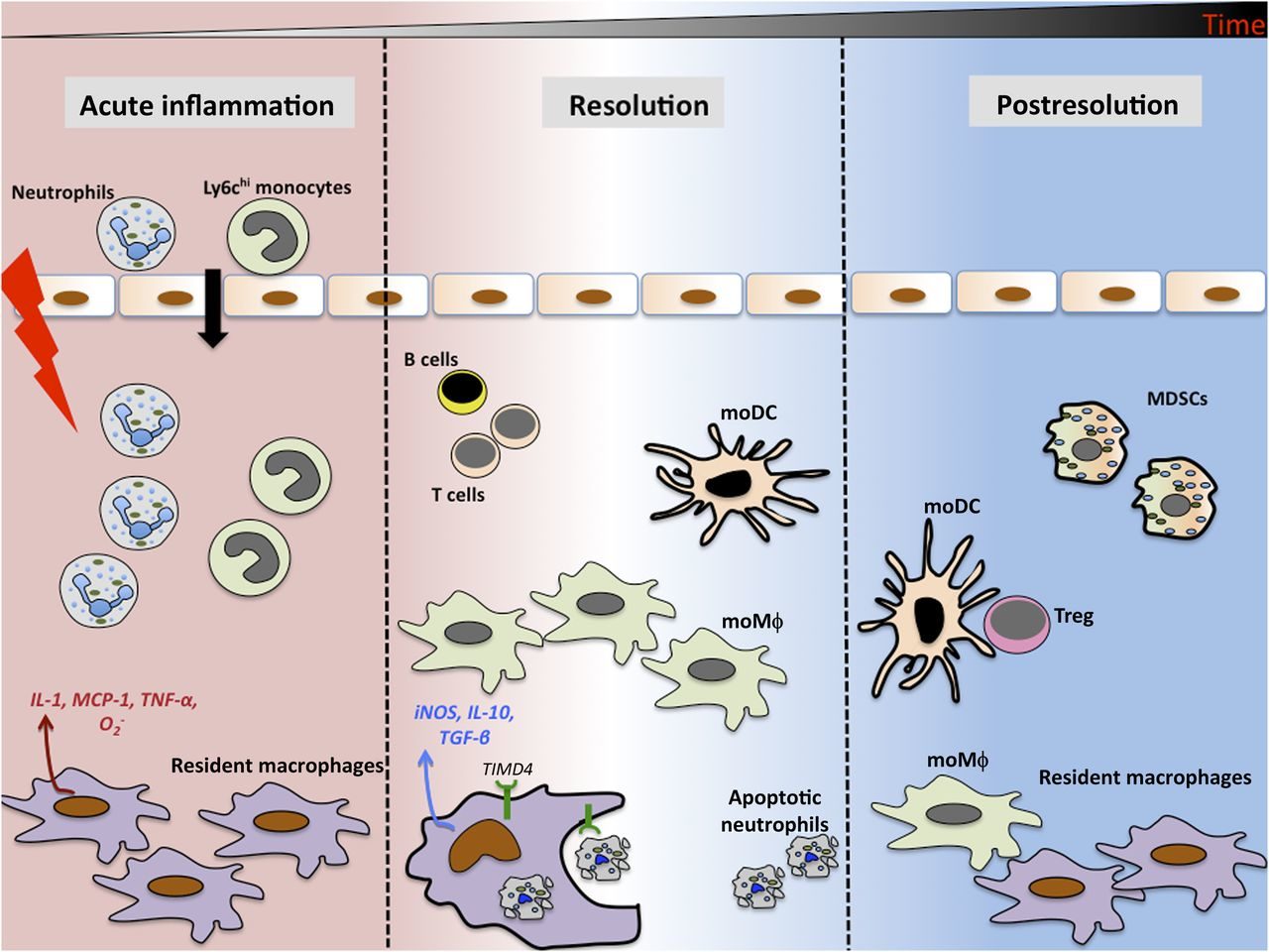 Click to enlarge Inflammation