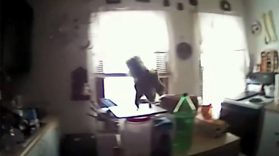 squirrel attack