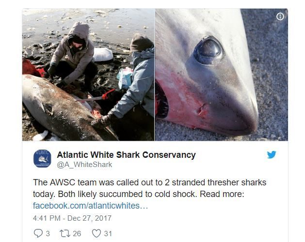 Click to enlarge Frozen Sharks