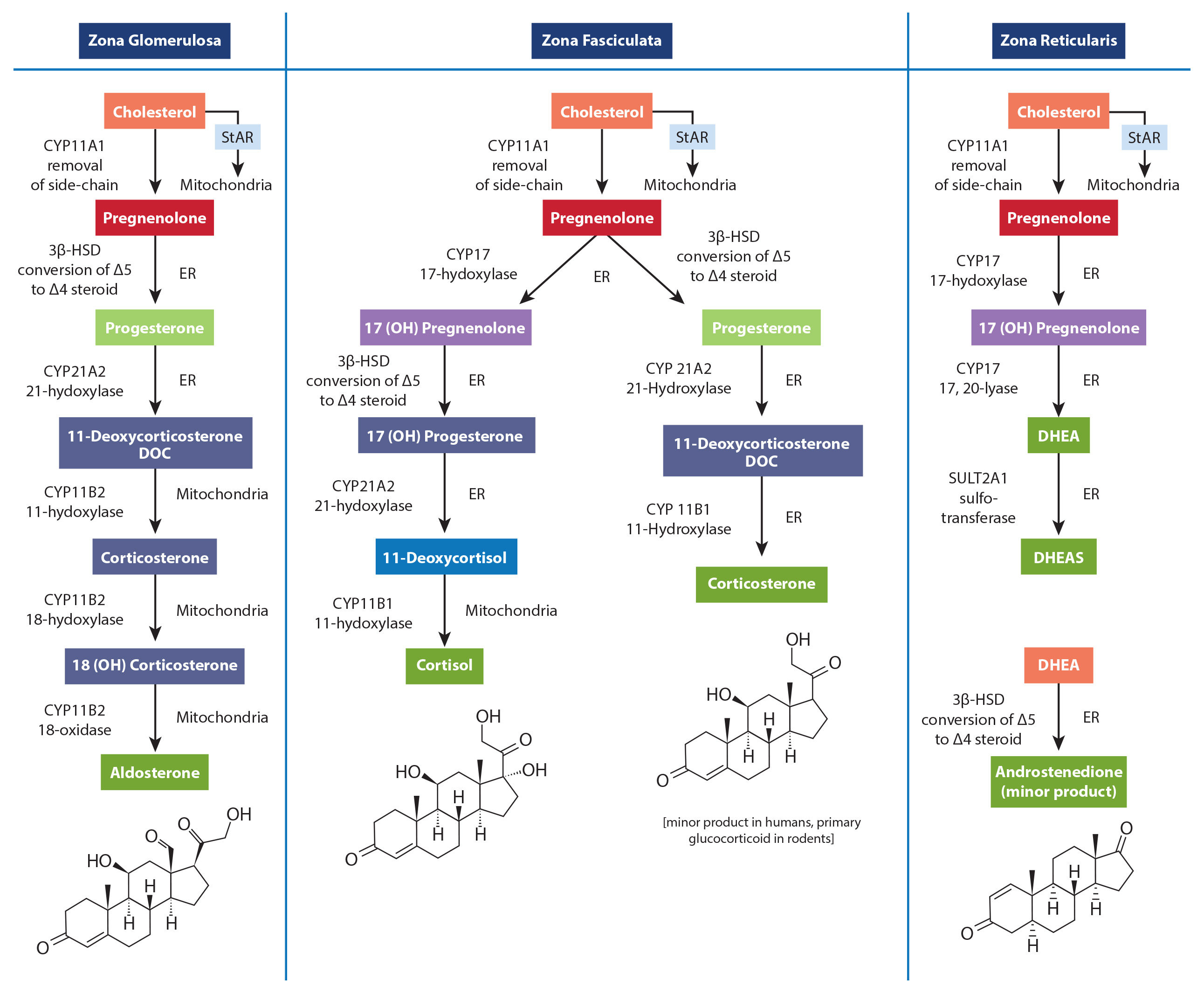 Click to enlarge pregnenelone steal myth
