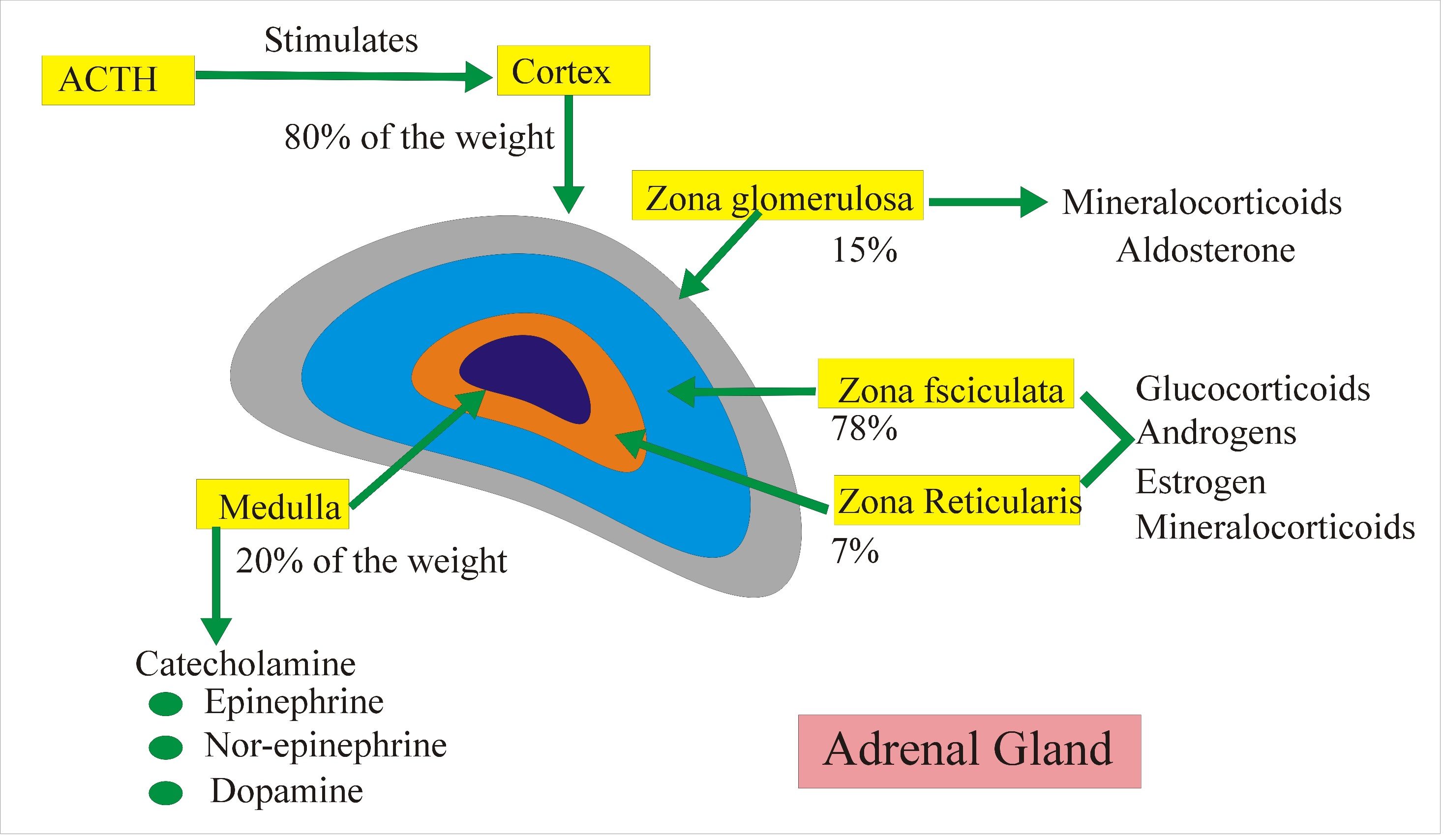 Click to enlarge adrenal gland