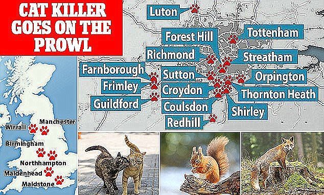 Click to enlarge cat killer