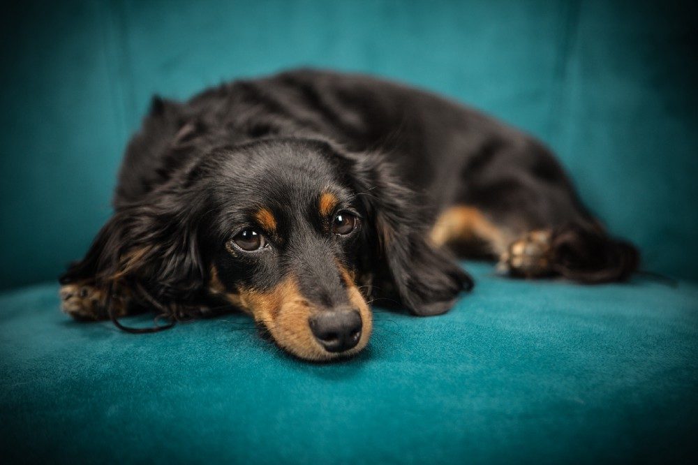 Click to enlarge dog begging treats