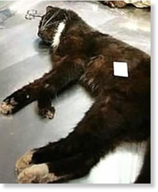 dead cat