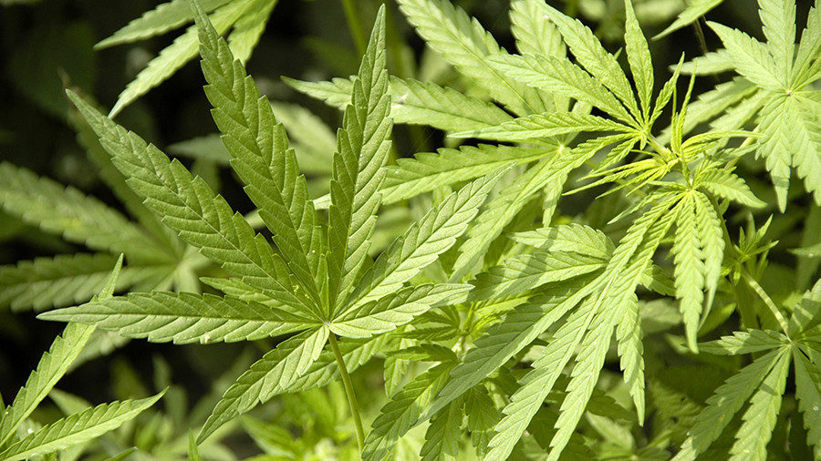 Marijuana