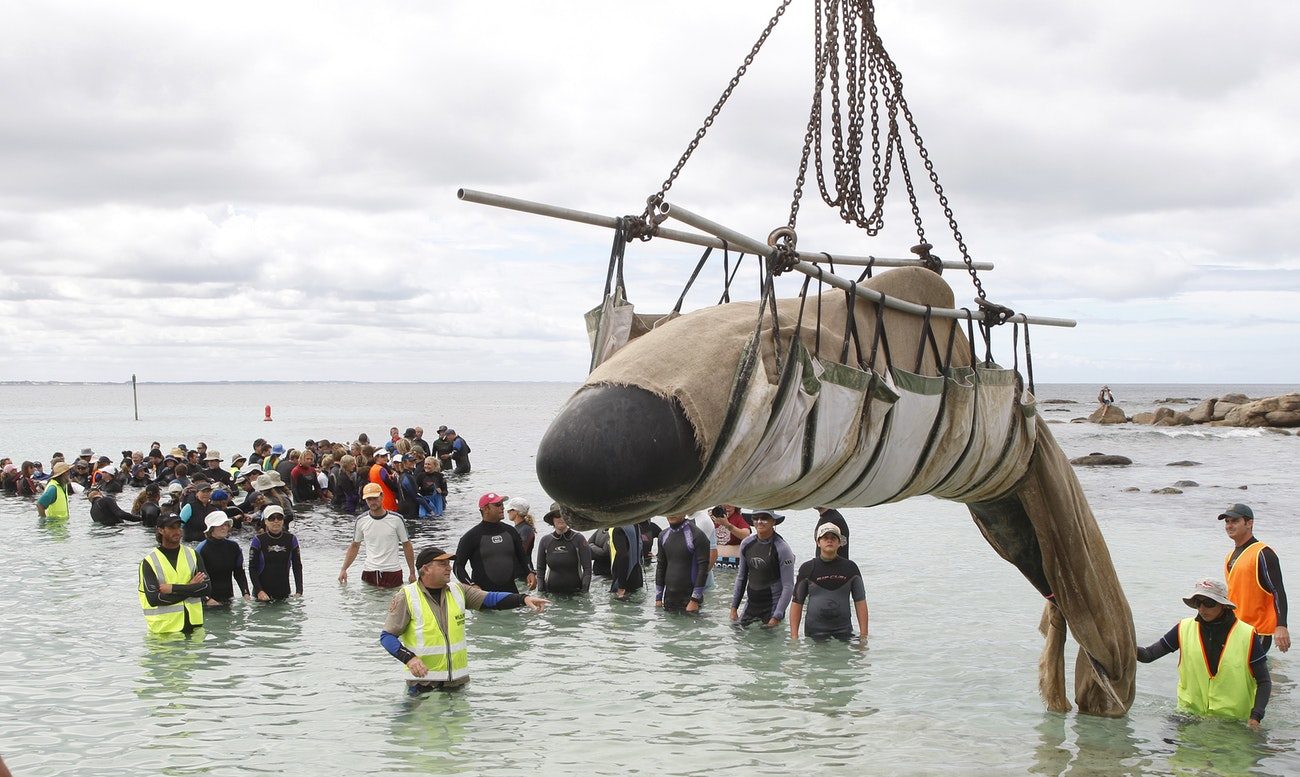 Stranded Whale Rescue