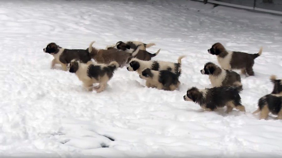 Russian armed forces dogs