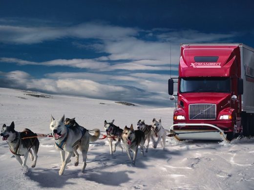Click to enlarge Strong Pack Of Husky