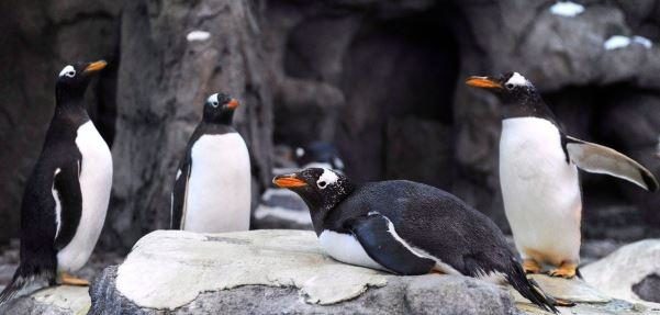 penquins on a rock