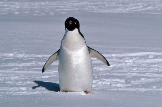 penguin in snow