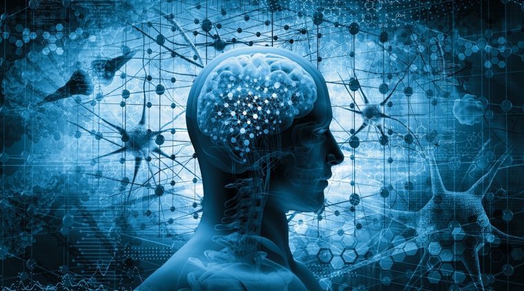brain interconnectivity intelligence