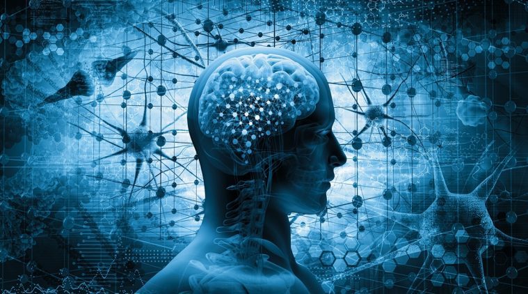 brain interconnectivity intelligence