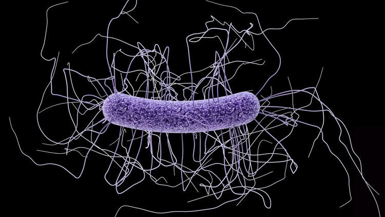 Clostridium difficile