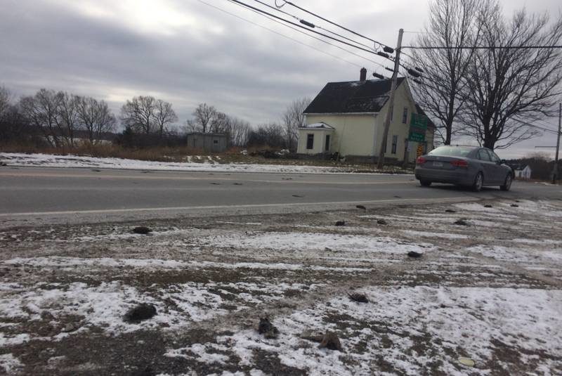 A large number of birds were seen lying on the ground dead in Lyons Brook Tuesday