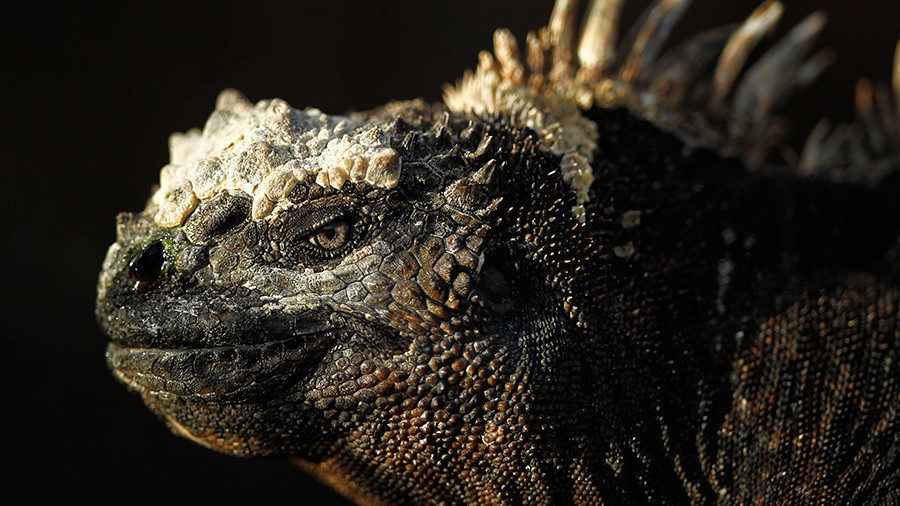 iguana