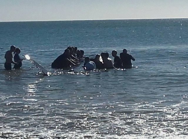 dead whale