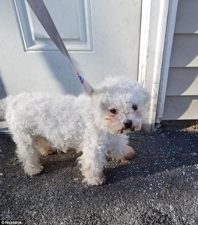 Click to enlarge zoey bichon frise