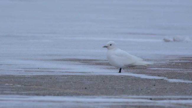An adult ivory gull, pure white with yellow tip on black bill, sits in the parking lot at the Lake County Fairgrounds on Jan. 3, 2018.