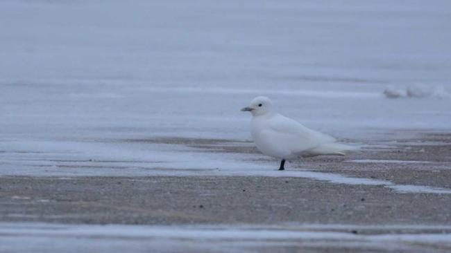 Click to enlarge An adult ivory gull, pure white with yellow tip on black bill, sits in the parking lot at the Lake County Fairgrounds on Jan. 3, 2018.