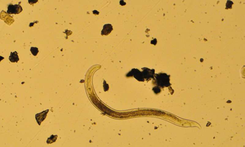 nematode Scottnema lindsayae, seen here through a microscope.