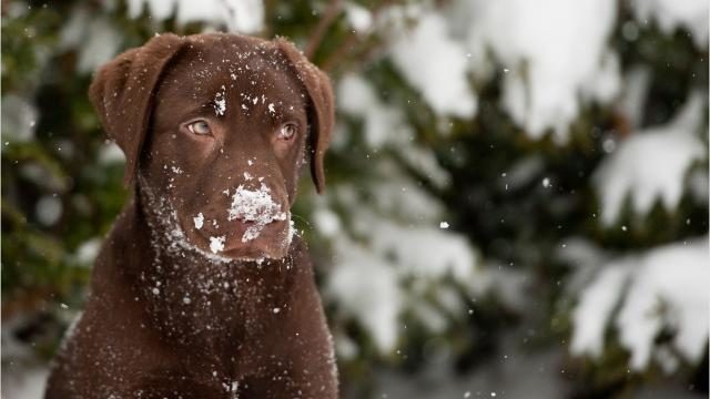 dog in snow