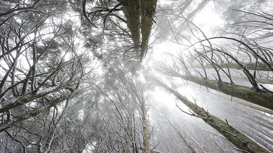 Click to enlarge Taiga forest