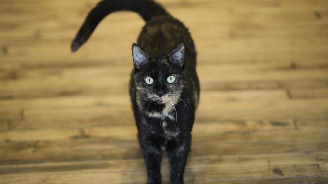 A cat, but not this cat, jumped into a woman’s car in Brevard County