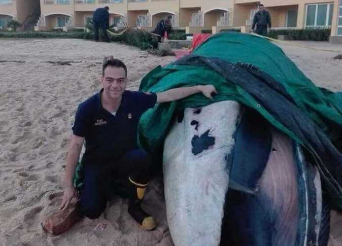 Civil Protection Forces and the Marine Rescue Unit in Alexandria found a dead fin whale on the beach of the Azur Hotel in Rushdi area, eastern Alexandria