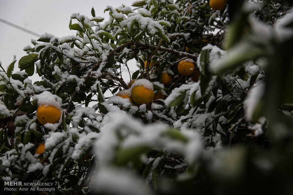snow damage
