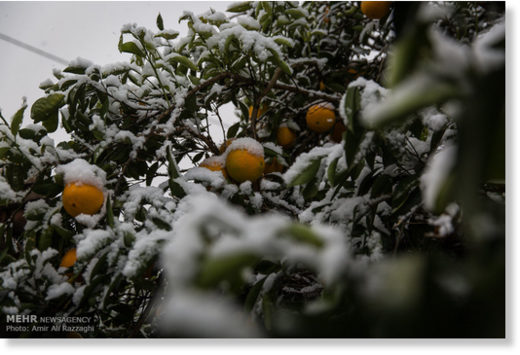 snow damage