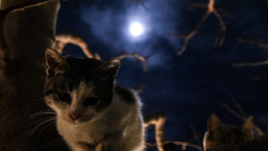Cat in moonlight