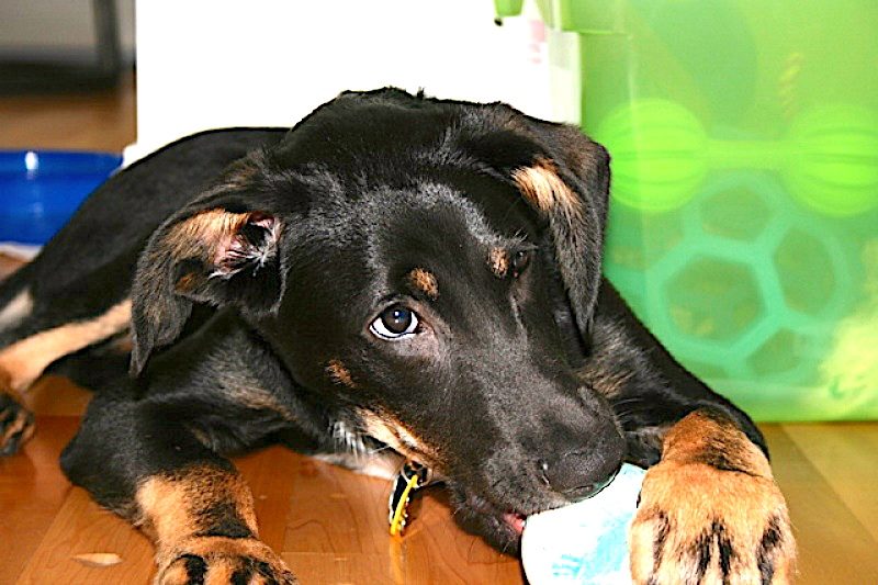 Click to enlarge Dog and paw