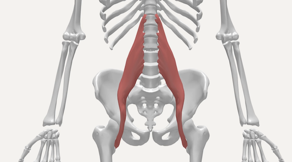 psoas
