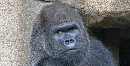 Click to enlarge Gorilla
