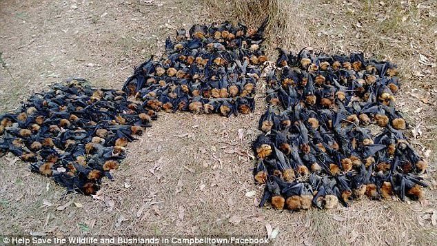 The head count of dead bats could reach their thousands as Sunday's heatwave took a deathly toll on a critical portion of Campbelltown's flying fox colony