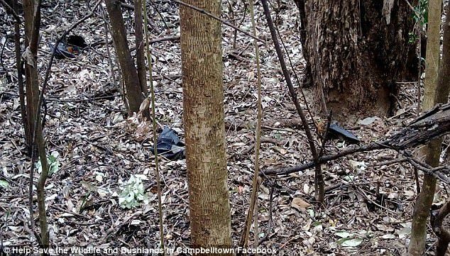 Heartbreaking photos were shared online by volunteer groups Wires and Help Save the Wildlife and Bushlands, who tried desperately to save as many lives as they could