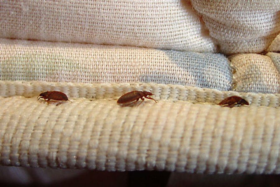 bedbugs