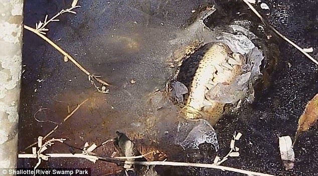Experts say that alligators almost instinctively know when the pond is about to freeze over.