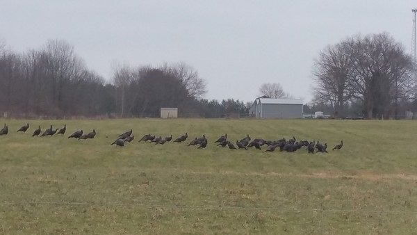 Wild turkey