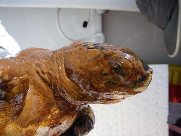 Sea turtle