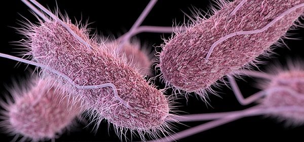 Click to enlarge Salmonella