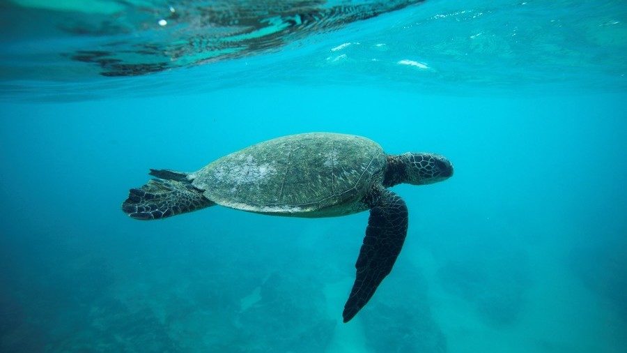 Click to enlarge green sea turtle