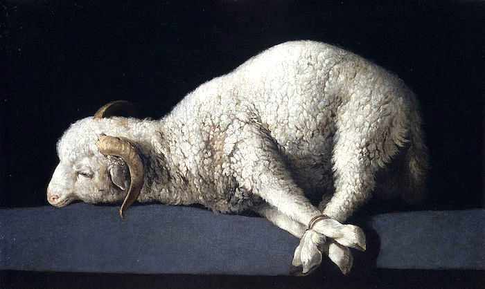 tied lamb