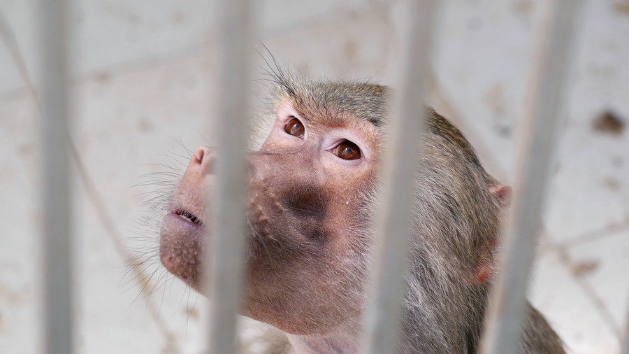 Click to enlarge Monkey