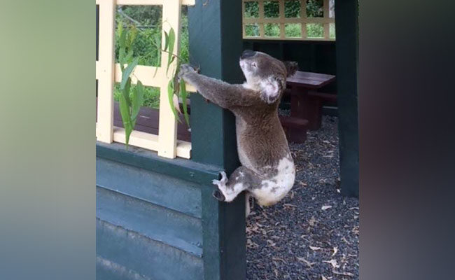 Dead koala screwed to a pole
