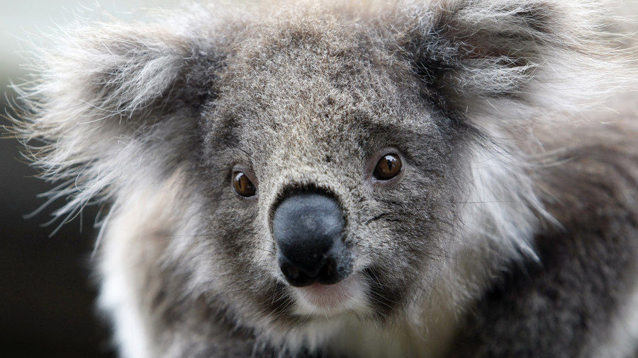 koala